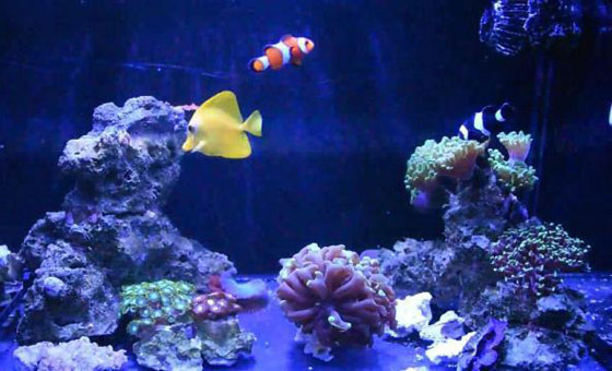 家庭假山珊瑚鱼缸造景