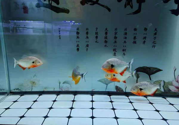 南京鱼缸